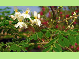 Premium Moringa Oleifera Seeds for Planting and Cooking - California - Chula Vista ID1591187 3