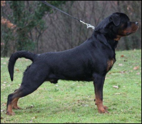 Best Rottweiler Dog For Sale In Noida   testifykennelcoin - Delhi - Delhi ID1520629