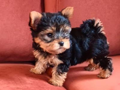 TINY YORKIES PUPPIES ADOPTION CENTER - California - Corona ID1608631