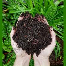 Vermicompost Exporters - Punjab - Amritsar ID1597463