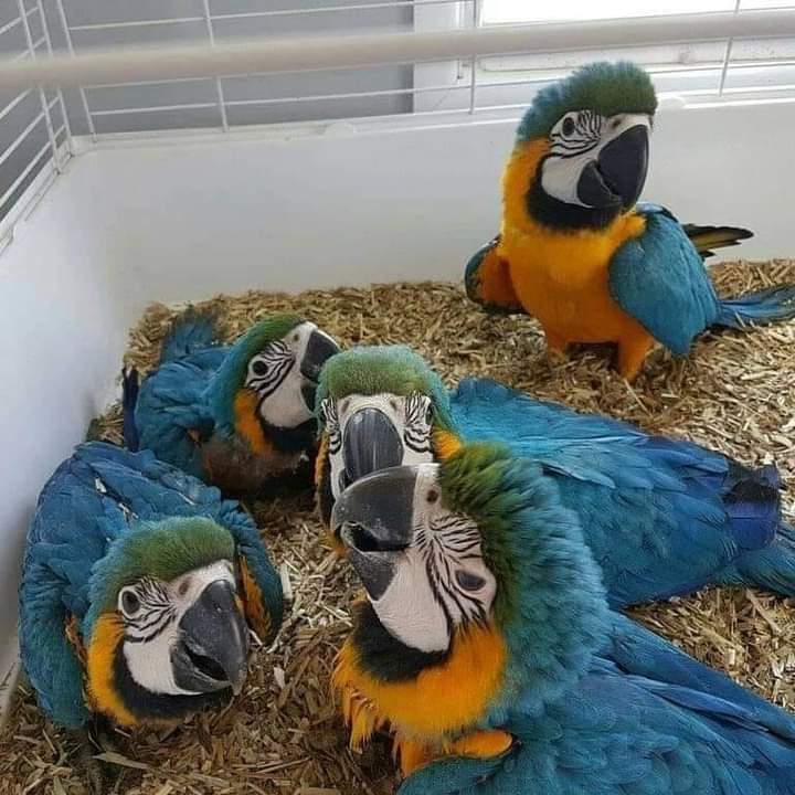 Blue And Gold Macaw For Sale - Arizona - Scottsdale ID1586904