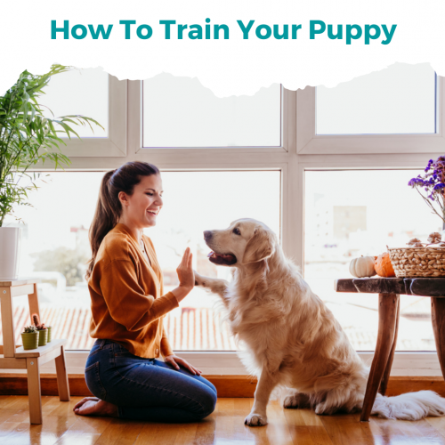 How To Train Your Puppy Digital  Ebooks - New York - New York ID1560182