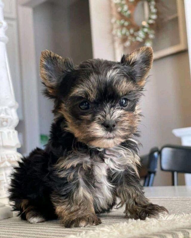 TEACUP YORKIES FOR ADOPTION - California - San Jose ID1608695