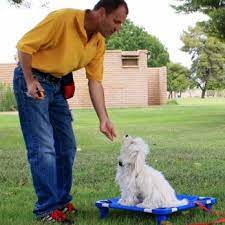 Phoenix az dog training      - Arizona - Phoenix ID1542975