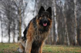 Discover the Most Popular Dog Breeds in India Today - Delhi - Delhi ID1587554