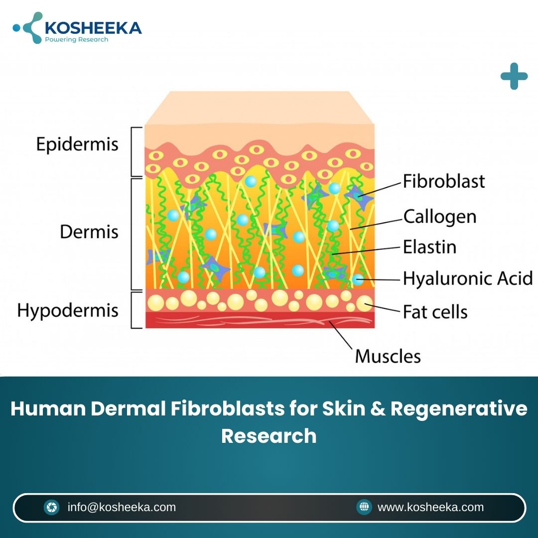 Human Dermal Fibroblasts for Skin  Regenerative Research - Uttar Pradesh - Noida ID1612386