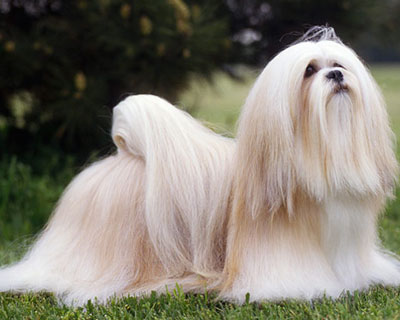 Best Small Dog Breeds in India and Their Prices  99713312 - Delhi - Delhi ID1616688