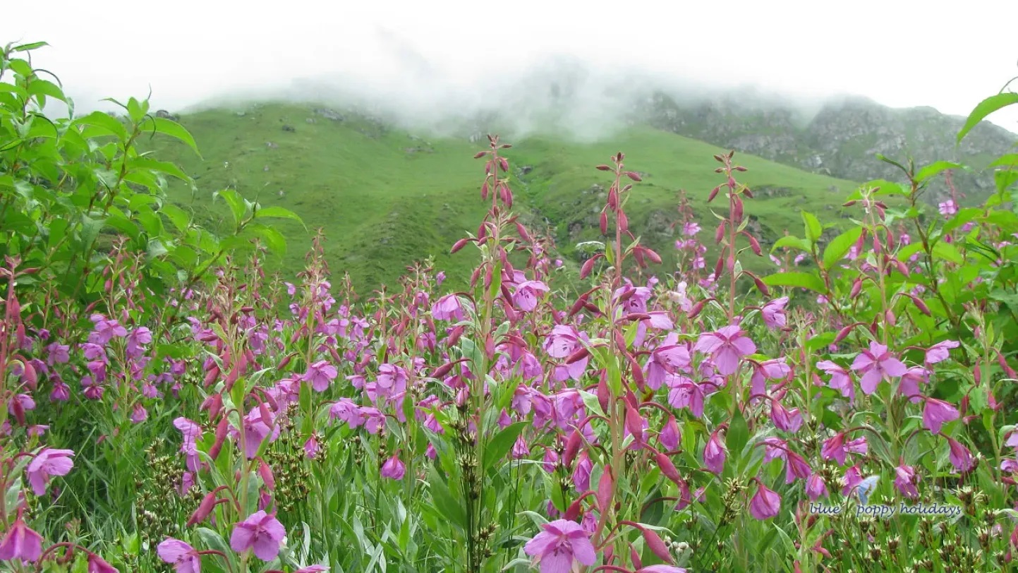 Valley of Flowers India National Park Trekking And Tourism G - Uttaranchal - Hardwar ID1550325