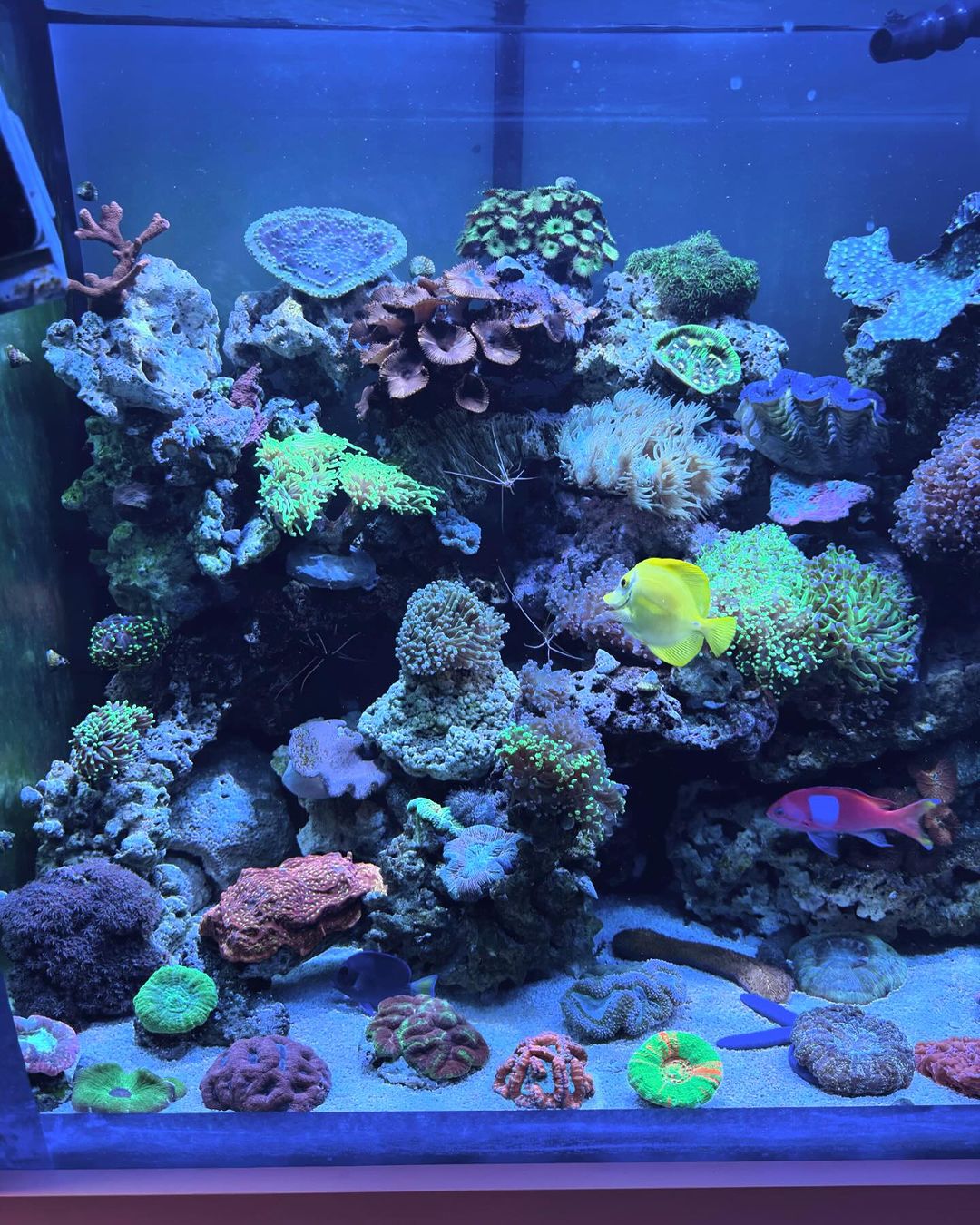 Create Your Dream Fish tanks with JKFish! - New Jersey - Jersey City ID1545662