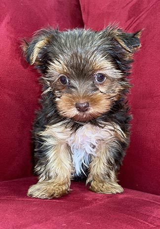 AKC REGISTERED TEACUP YORKIES AVAILABLE - New Jersey - Branchburg ID1608360