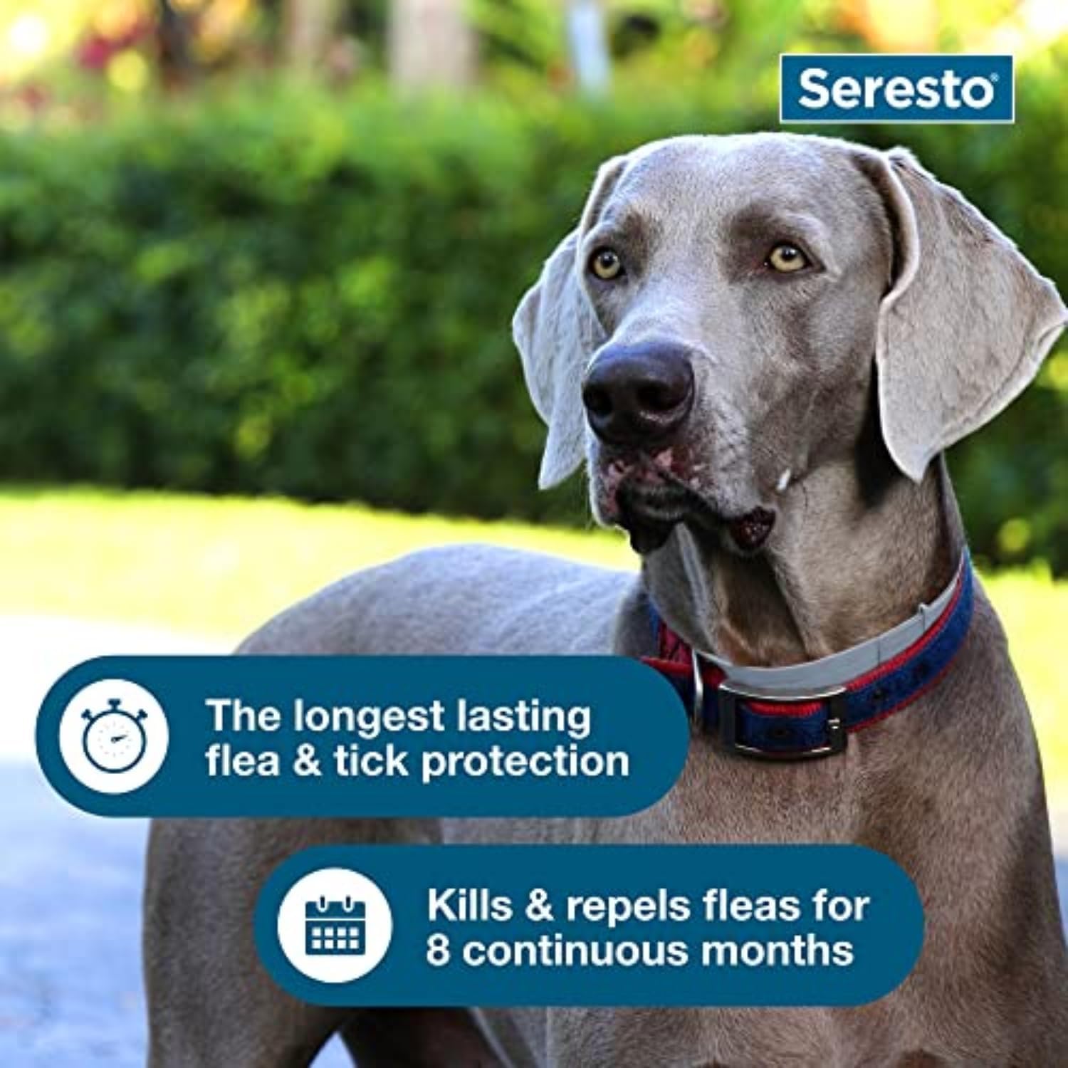 Seresto Large Dog VetRecommended Review - New York - New York ID1599471 2