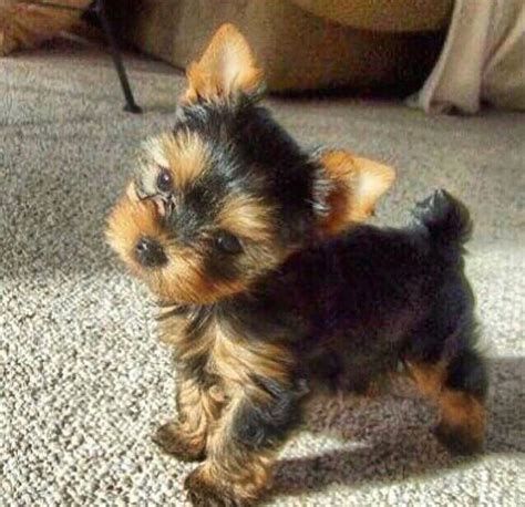 TEACUP YORKIES FOR ADOPTION - Andaman & Nicobar Islands - Port Blair  ID1606122