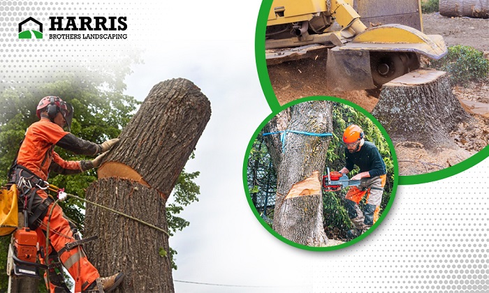  Lumberton Tree  Stump Removal  Harrisbrother LLC - New Jersey - Jersey City ID1618971