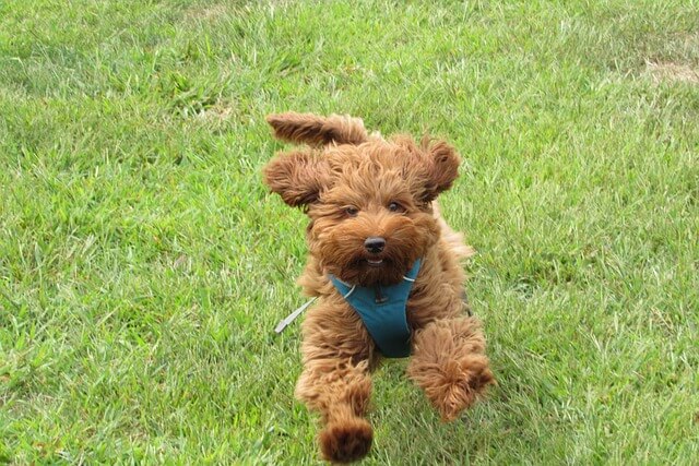Therapy Dog Training Charlotte NC - North Carolina - Charlotte ID1585740