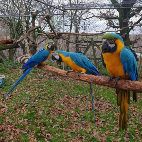 Baby Macaw Parrots For Sale - Missouri - Saint Louis ID1610908
