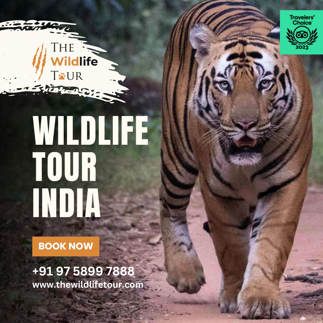 Wildlife Adventures Tiger Safari India - Uttar Pradesh - Agra ID1560130 2