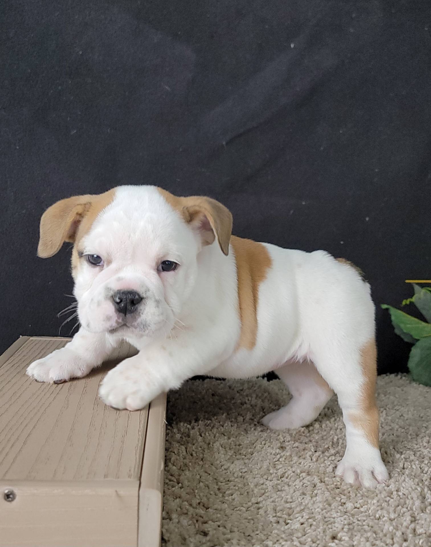Very sweet and lovely female English Bulldog for Adoption  - New Jersey - Jersey City ID1561688 2