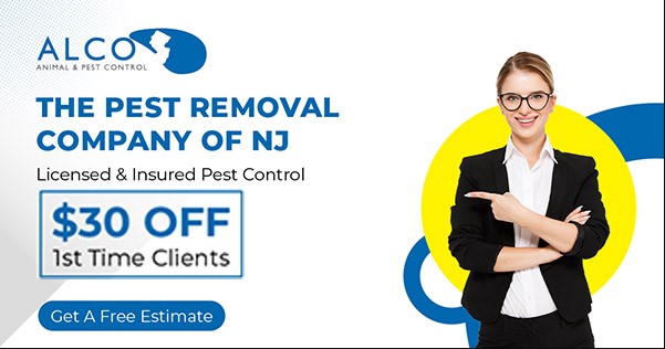 Yellow Jacket Removal  ALCO Animal  Pest Control - New Jersey - Jersey City ID1612339