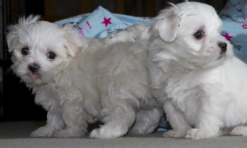 Awesome TCup Maltese Puppies Available - California - Los Angeles ID1539165