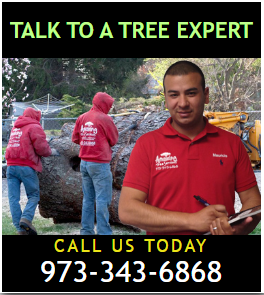 Tree Pruning in NJ  Amazing Tree Services - New Jersey - Jersey City ID1616221