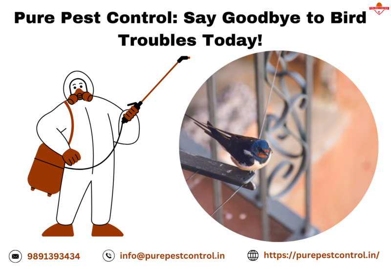 Bird Control Services Expert Solutions for Property Protect - Chandigarh - Chandigarh ID1546020