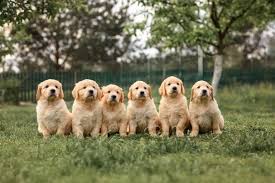 Finding a Good Golden Retriever Breeder Near You - New York - New York ID1596603