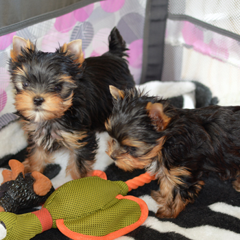 TEACUP YORKIES FOR ADOPTION - Michigan - Grand Rapids ID1606753