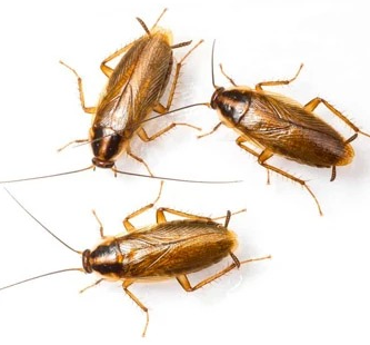 Expert Roach Control in Raritan NJ  Safe  Effective Sol - New Jersey - Jersey City ID1611137