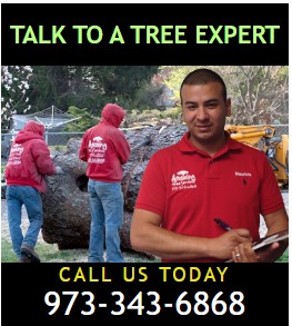 Professional Tree Trimming in NJ - New Jersey - Jersey City ID1618651