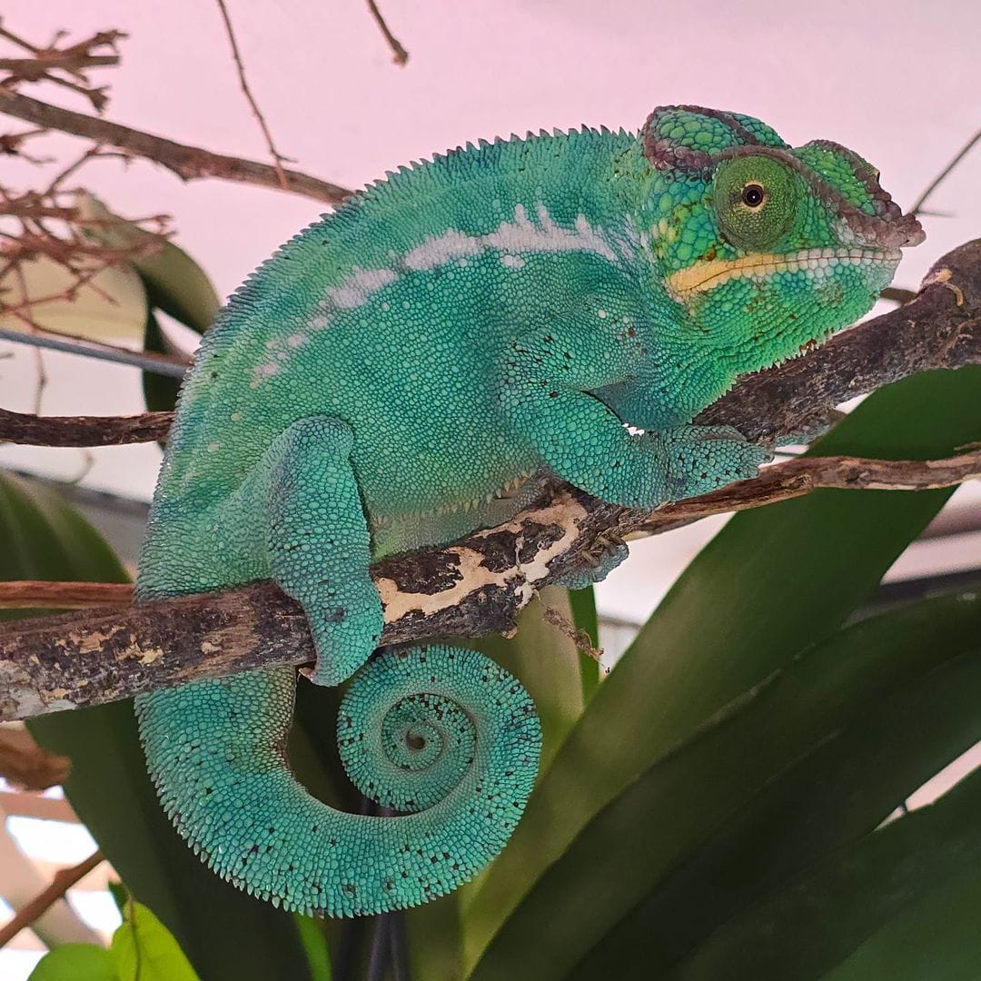 Healthy Captive Exotic Reptiles for sale - Andaman & Nicobar Islands - Port Blair  ID1586142