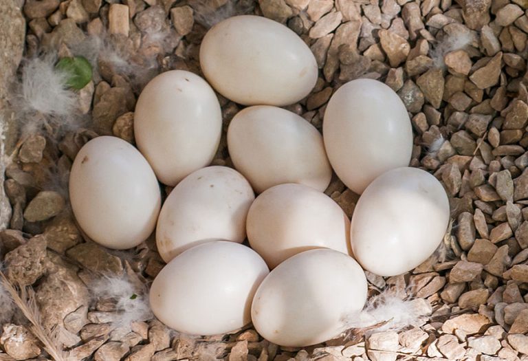 Fertile parrot eggs for sale - Alabama - Huntsville ID1586790