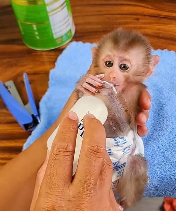 Pigtail Monkey For Sale Near Me - Texas - Fort Worth ID1610909