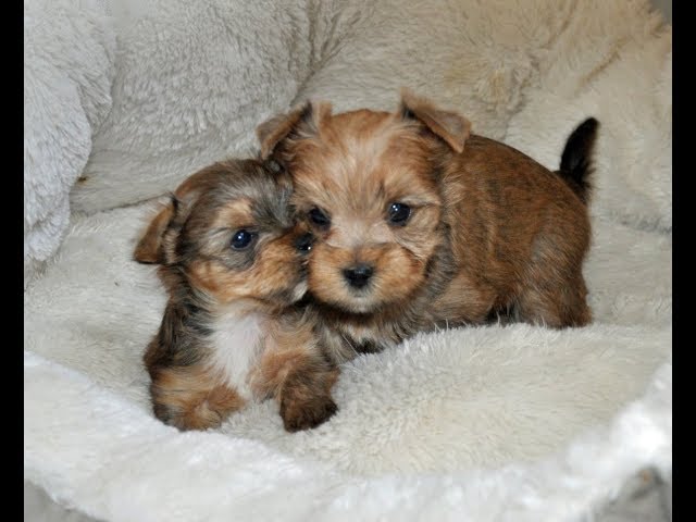 TEACUP YORKIES FOR ADOPTION - Michigan - Detroit ID1606756