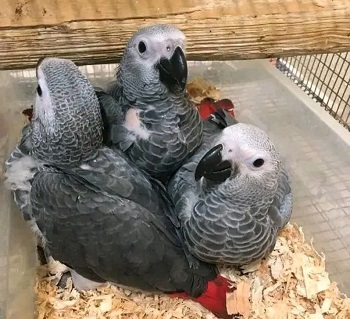 Hand Raised African Grey Parrots for Sale - Connecticut - Hartford ID1595431