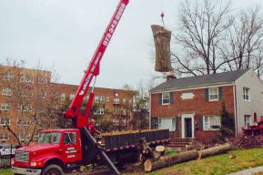 Tree Removal Service in NJ  Safe  Reliable - New Jersey - Jersey City ID1614719