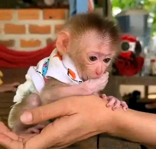 Pigtail Monkey For Sale Near Me - Texas - Fort Worth ID1610909 3