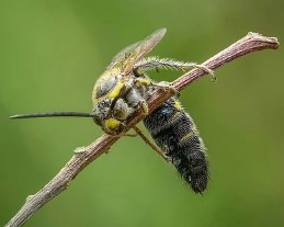 Hornet Removal in NJ  ALCO Animal  Pest Control - New Jersey - Jersey City ID1621029