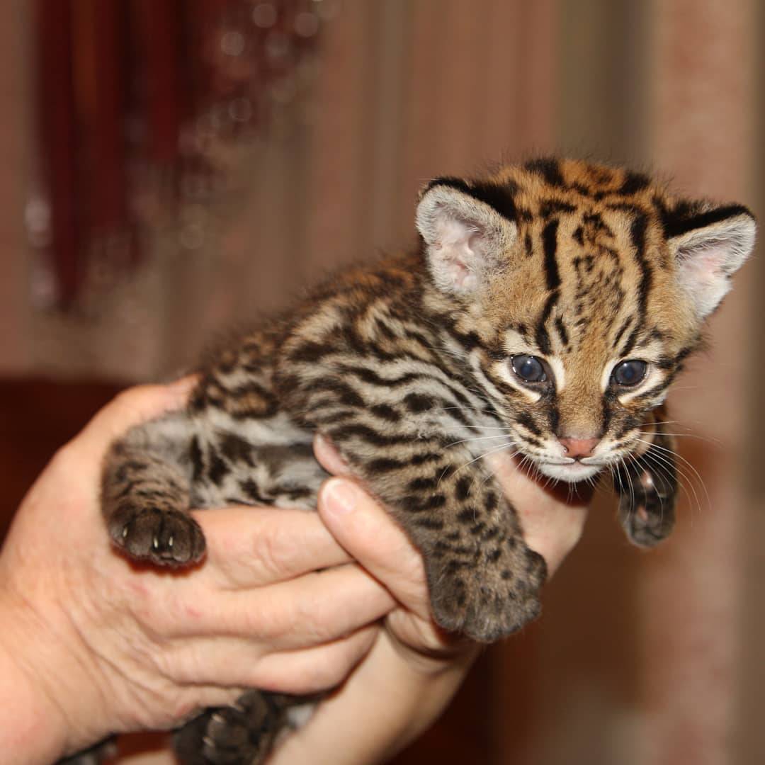 Ocelot Kittens WhatsApp 27842597191 - California - Corona ID1609487