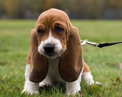 Premium Dogs for Sale in India  Purebred Puppies Looking fo - Delhi - Delhi ID1592205