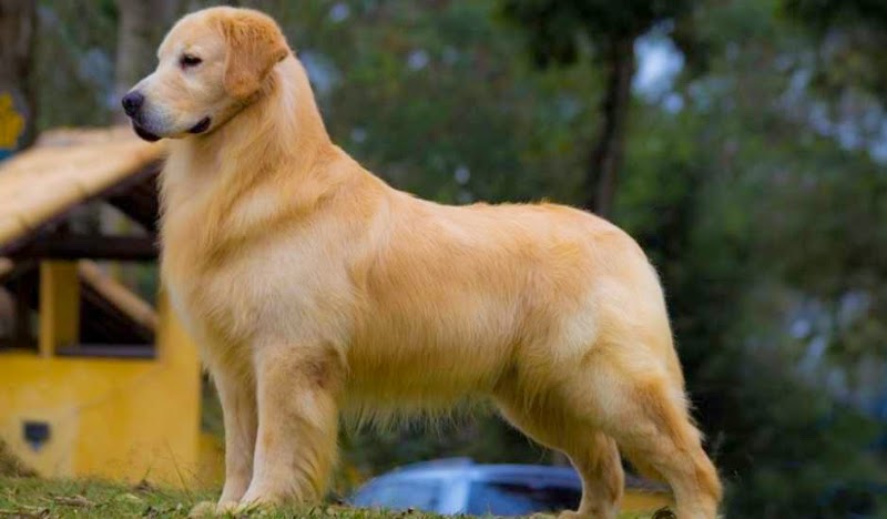 Popular Dog Breeds in India Your Guide to Choosing the Perf - Delhi - Delhi ID1590605