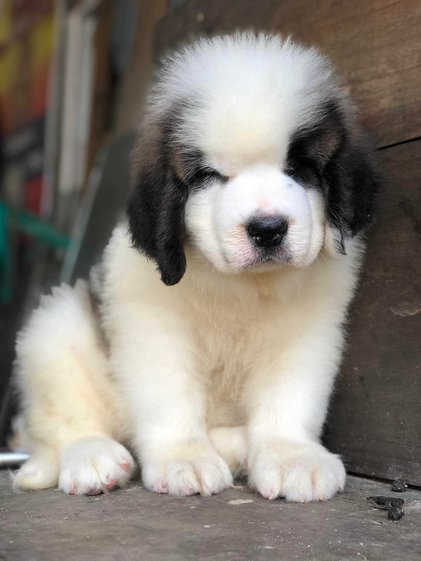 Saint Bernard Puppies for Sale in Delhi - Delhi - Delhi ID1602450