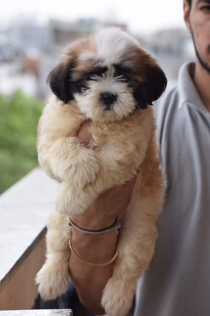 Top Breeds of Dogs for Sale in India  Get Your Ideal Canine - Delhi - Delhi ID1586783
