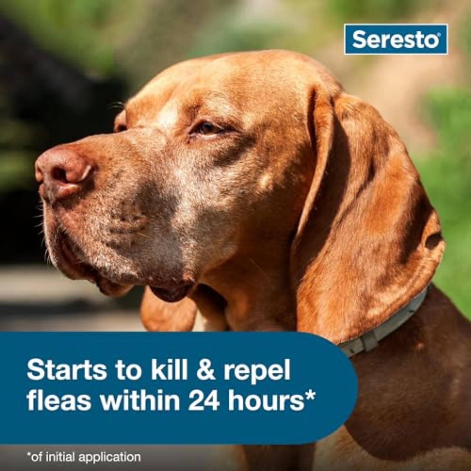 Seresto Large Dog VetRecommended Review - New York - New York ID1599471 3