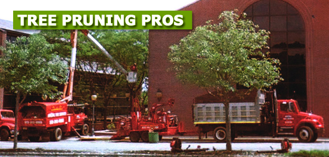 Professional Commercial Tree Pruning in NJ - New Jersey - Jersey City ID1613651