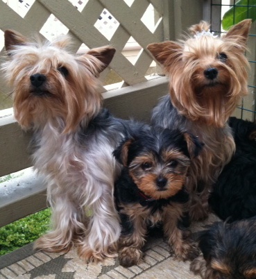 TEACUP YORKIES FOR ADOPTION - Minnesota - Saint Paul ID1606758