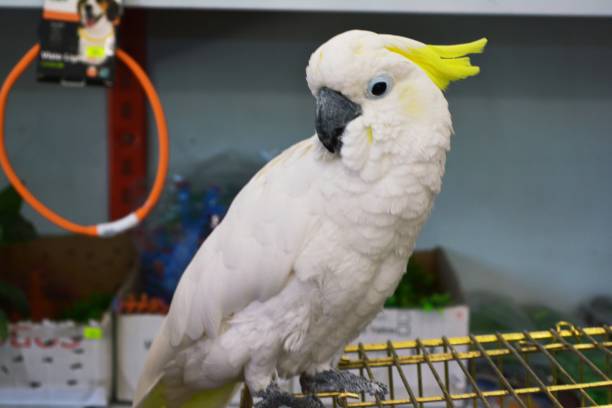  Buy Healthy Tamed and Talking Parrots Online  Worldwid - Delhi - Delhi ID1598202