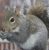 Expert Squirrel Control in Bergen County NJ  Safe and Ef - New Jersey - Jersey City ID1620335