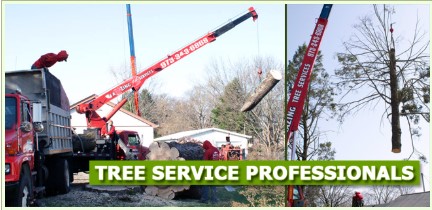 Tree Removal Near Me in NJ  Amazing Tree Services - New Jersey - Jersey City ID1616151