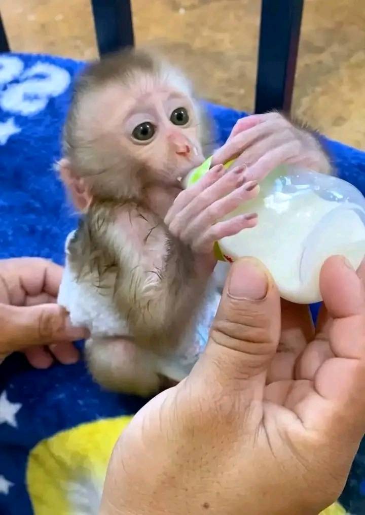 Pigtail Monkey For Sale Near Me - Texas - Fort Worth ID1610909 2