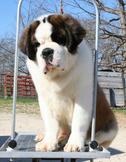 Find Affordable Dog Boarding in Delhi price with Superior Co - Delhi - Delhi ID1595071